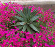 The zoo also had  beautiful planst
